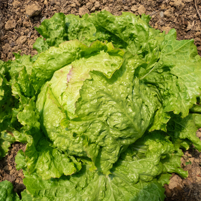 Heirloom Blonde Bord Rouge Lettuces Organic Seeds