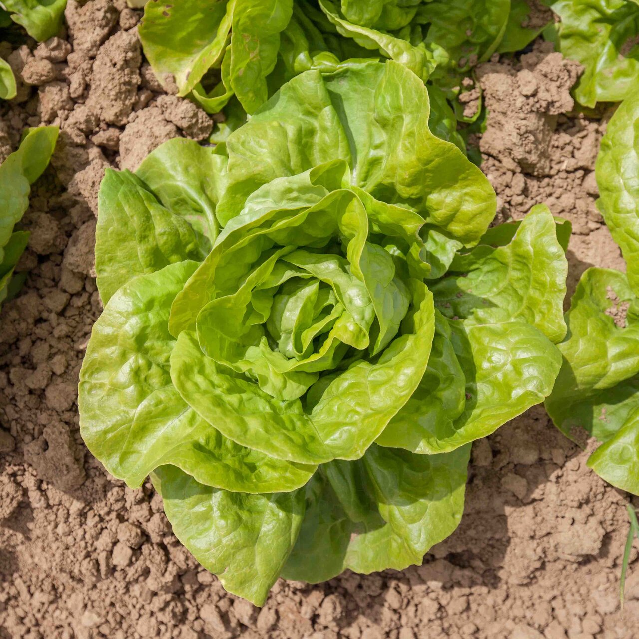 Heirloom Grosse Blonde Paresseuse Lettuces Organic Seeds