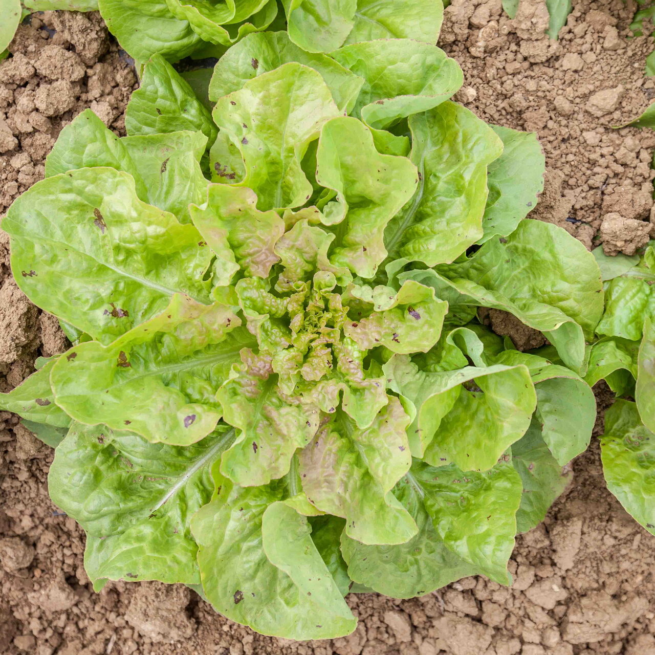 Heirloom Passion Blonde Lettuces Organic Seeds