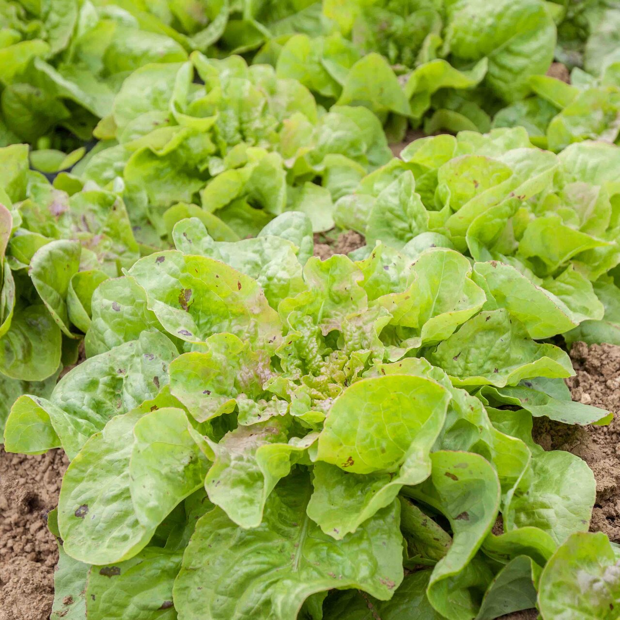 Heirloom Passion Blonde Lettuces Organic Seeds