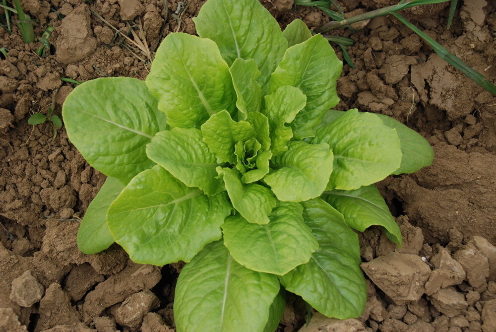 Heirloom Blonde Slow To Rise Lettuces Organic Seeds