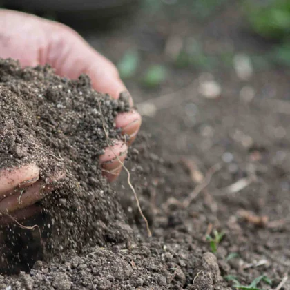 Potager mois par mois