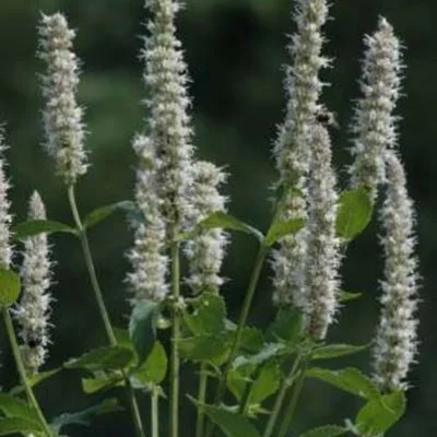 Agastache scrophulariifolia