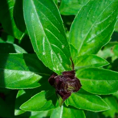 Basilic Thailandais à Grandes Feuilles