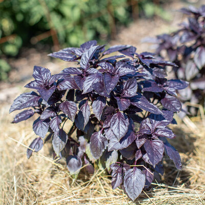 Basilic Purple Dark Opal