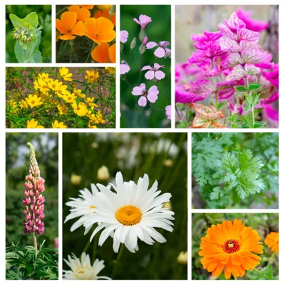 Fleurs Champêtres