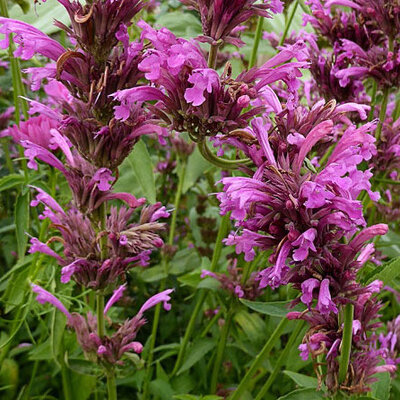 Agastache mexicana. Sangria