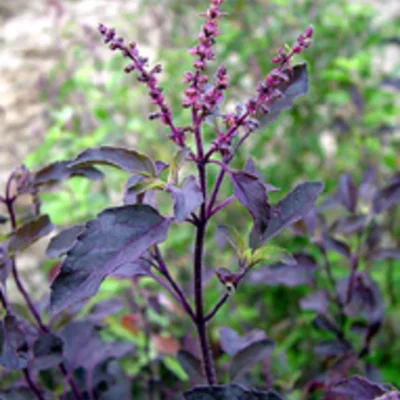 Basilic Tulsi Krishna à Feuilles Violettes