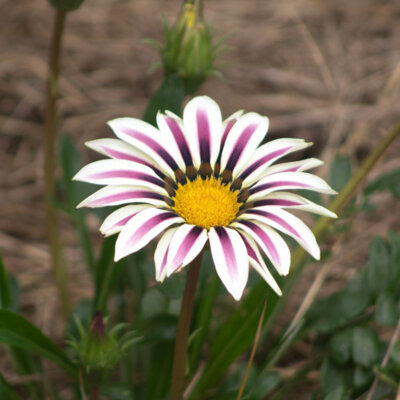 Gazania Big Kiss White Flames