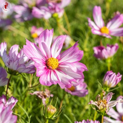 Cosmos Capriola