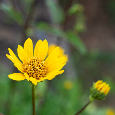 Arnica des montagnes