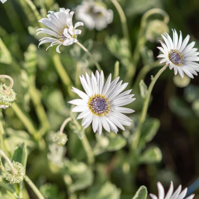 Marguerite Africaine Arctotis Blanc