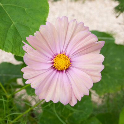 Cosmos Apricot Lemonade