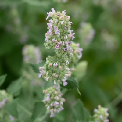 Nepeta Menthe des Chats