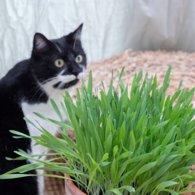 Orge Herbe à Chat