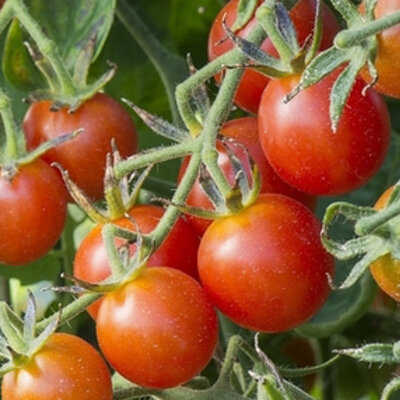 Tomate-Cerise Rouge Précoce Koralik