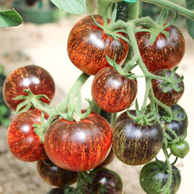 Tomate Indigo Mi-Saison Dark Galaxy