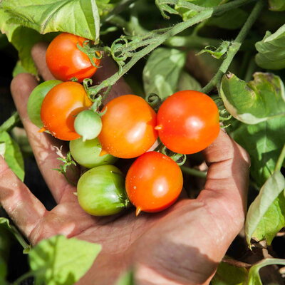 Tomate du Vésuve - Tomate-Cerise  Rouge Piennolo del Vesuvio