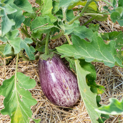 Aubergine Tsakoniki