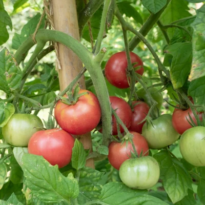 Tomate Rose Mi-Saison Kumba