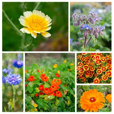 Fleurs Pour la Cuisine