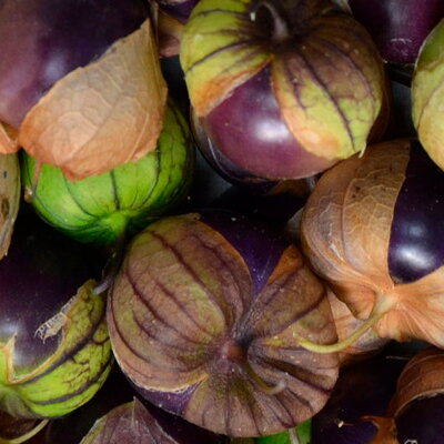 Physalis Philadelphica Purple de Milpa