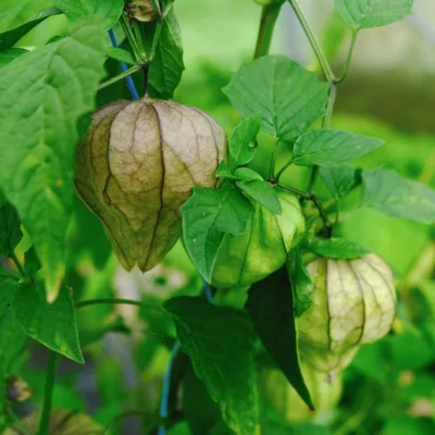 Physalis Ixocarpa Toma Verde