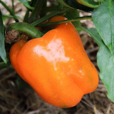 Piment Doux / Poivron Orange/ California Wonder Orange