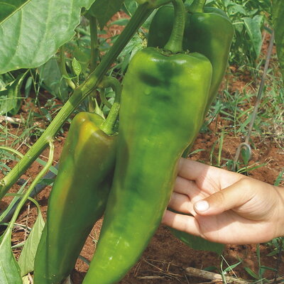 Piment Doux / Poivron Rouge Orange/Précoce Aconcagua