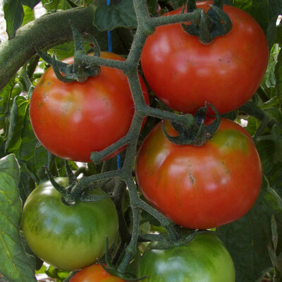 Tomate Rouge Précoce Sasha Altaï
