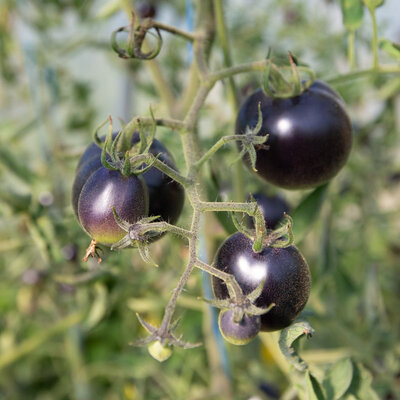 Tomatoes Bosque Blue