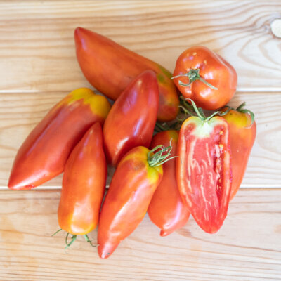 Tomate Cornue des Andes - Rouge Mi-saison