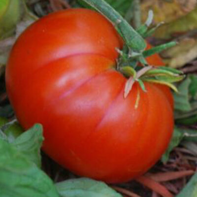 Tomate Rouge Mi-Saison Napoli Ischia