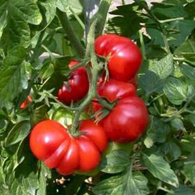 Tomate Rouge Mi-Saison Trèfle du Togo