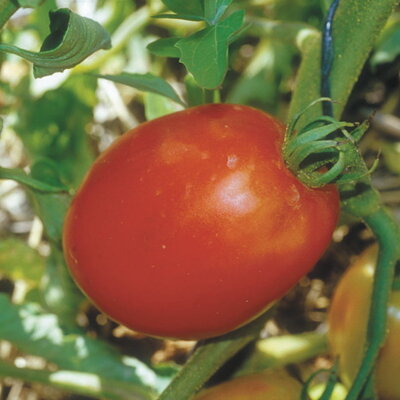 Tomate Rouge Mi-Saison Polish Linguisa