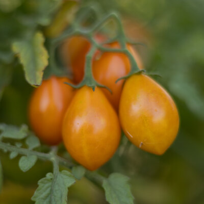 Tomate-Cerise Jaune Mi-Saison Submarine Blush Cherry