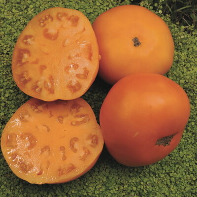 Tomate Orange Mi-Saison Persimmon