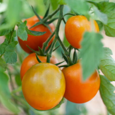 Tomate-Cerise Orange Mi-Saison Prize Of The Trials