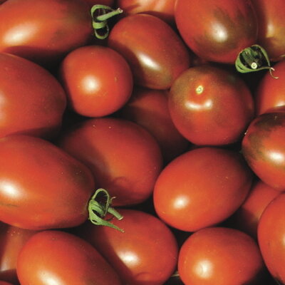 Tomate-Cerise Noire Mi-Saison Brown Cherry