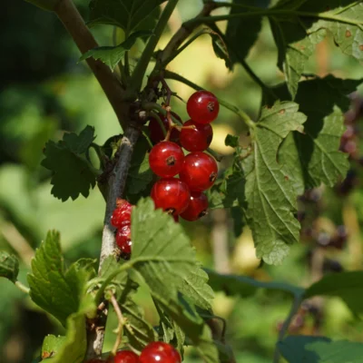 Groseillier à grappe "Versaillaise Rouge" 2 plants bio