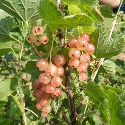 Groseillier à grappe "Gloire des sablons" 2 plants bio