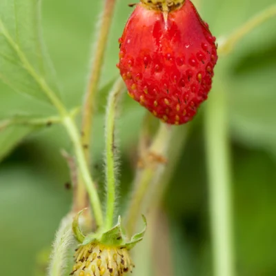 Fraisiers des bois "Reine des vallées" 3 plants bio