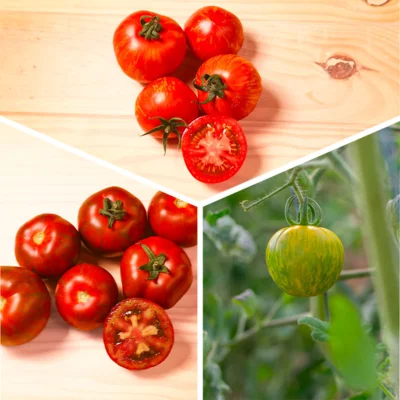 Trio de tomates zébrées 3 plants bio