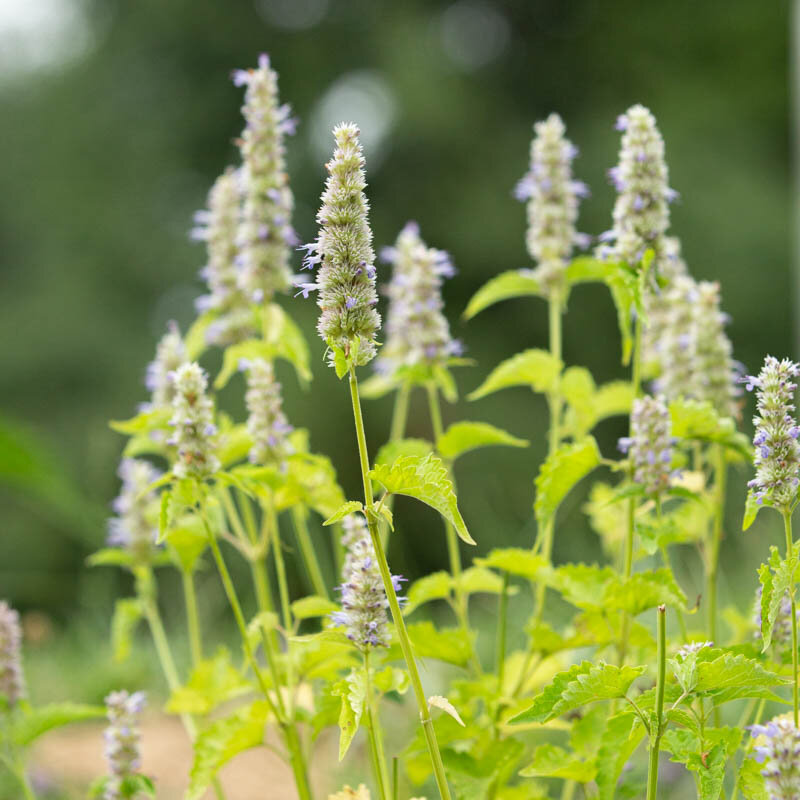 Agastaches - Agastache mexicana