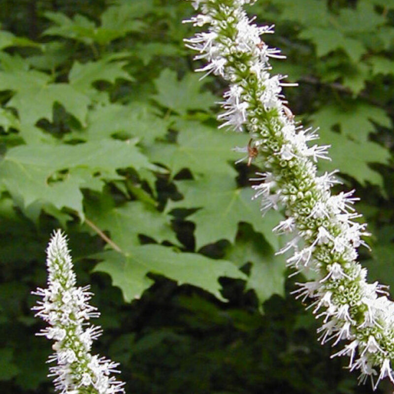 Agastaches - Agastache Faux-Népéta