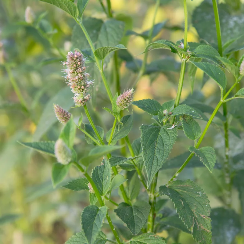 Agastaches - Agastache scrophulariifolia