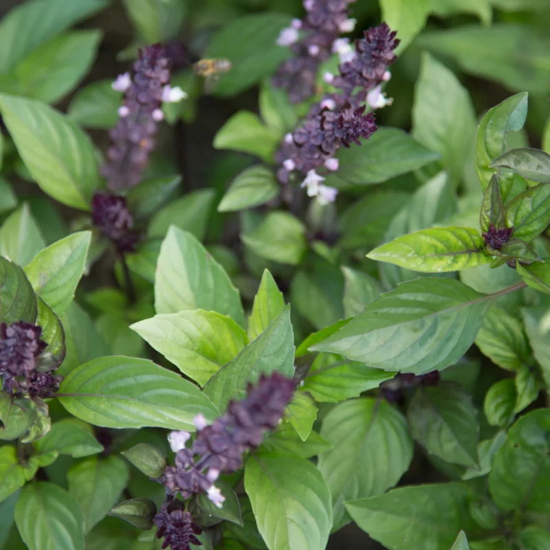 Basil and Tulsis - Licorice