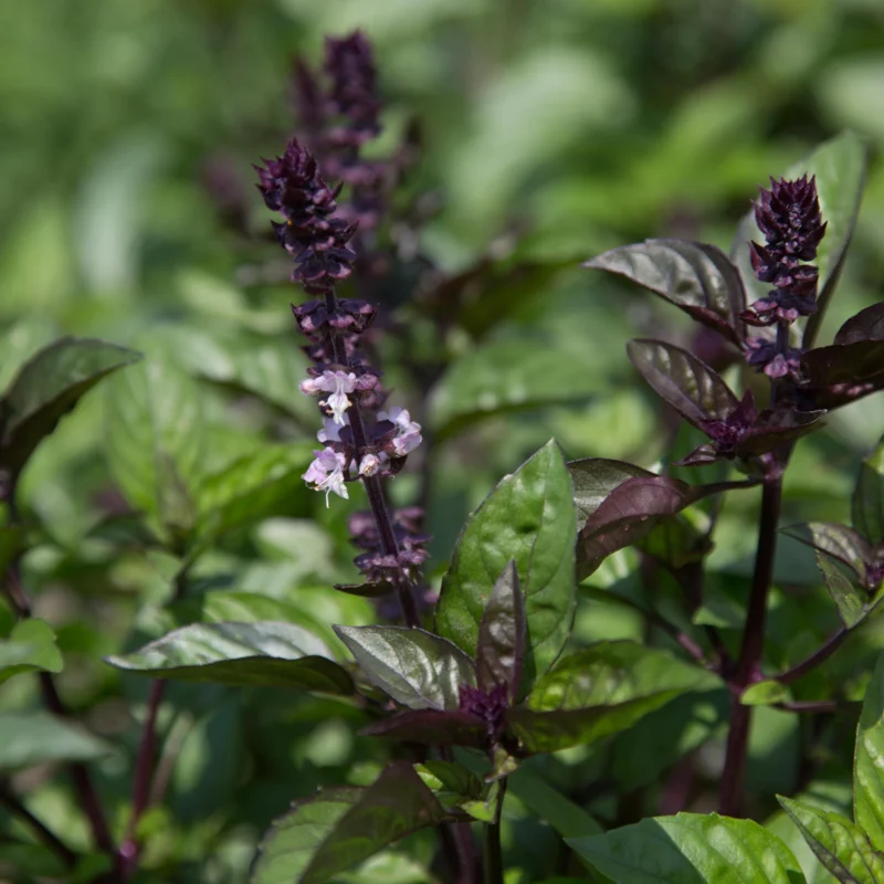 Basil and Tulsis - Licorice