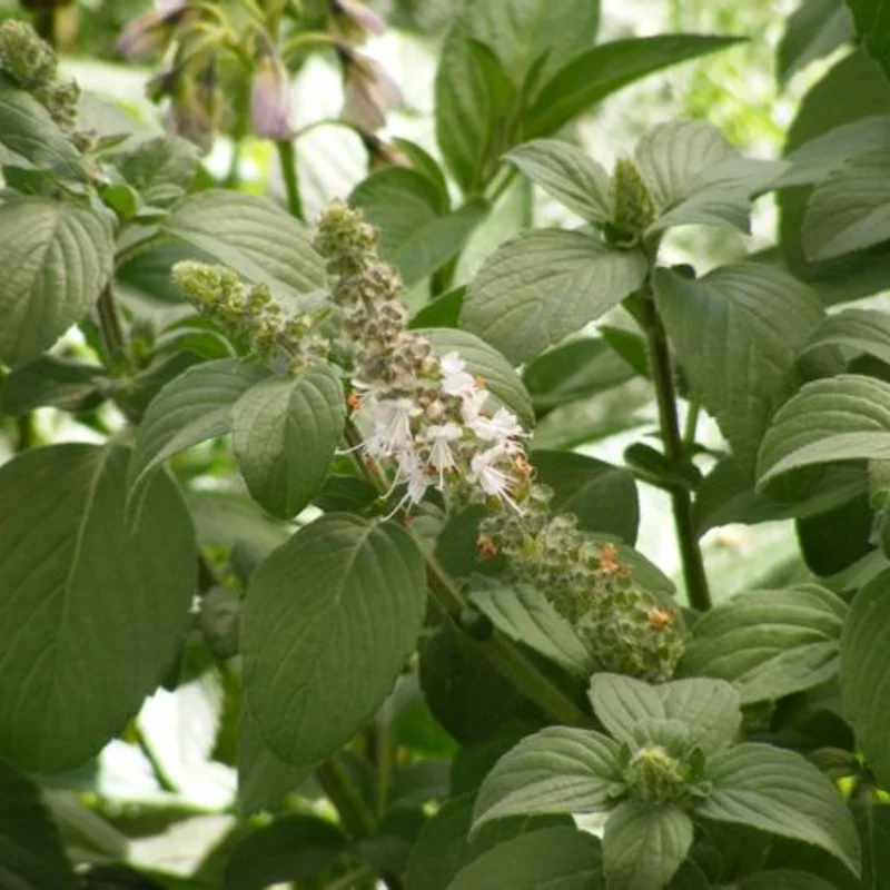 Basil and Tulsis - Tulsi Kapura 