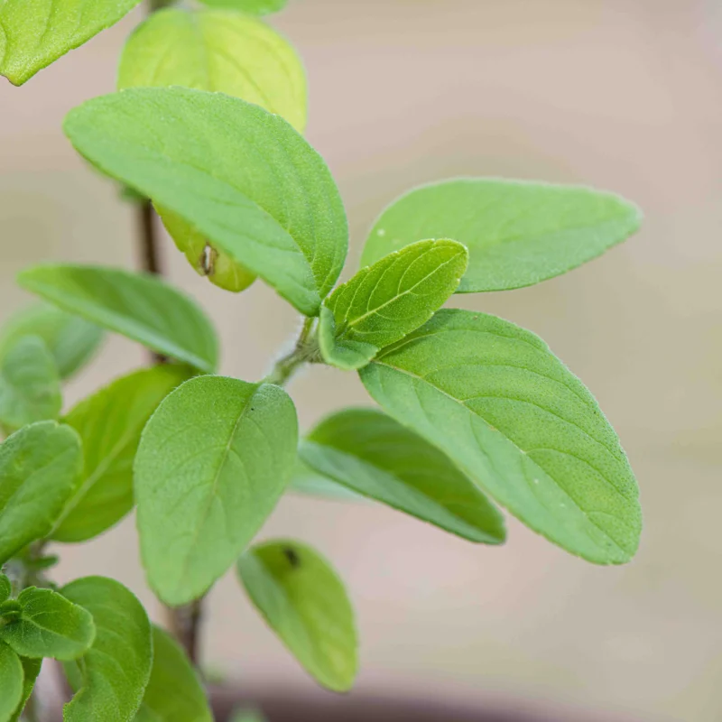 Basil and Tulsis - Tulsi Kapura 